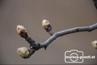 Knospen1