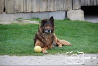 Hund