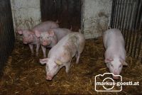 Schweine2
