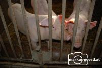 Schweine1