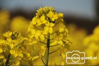 Rapsblüte2