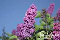 Flieder1