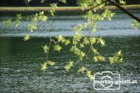 Stubenbergsee5