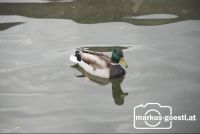 Wildente2