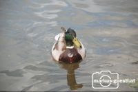 Wildente1