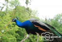 Pfau5