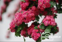 rosa_Blüten