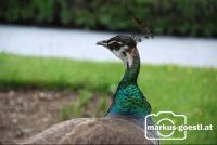 Pfau4
