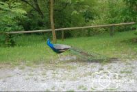 Pfau2