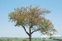 Kirschbaum1