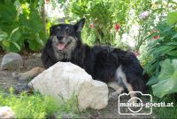 Hund_Garten