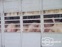Schweinetransport 001
