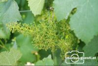 Weinrebe_Geschein9