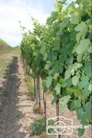 Weinrebe_Geschein8