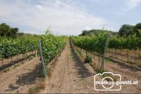 Weinrebe_Geschein7