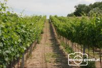 Weinrebe_Geschein6