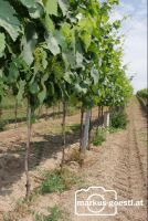Weinrebe_Geschein5