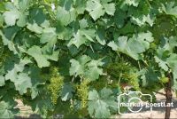Weinrebe_Geschein4