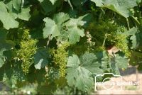 Weinrebe_Geschein3
