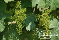 Weinrebe_Geschein2