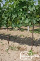 Weinrebe_Geschein1