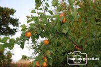 Marillenernte27