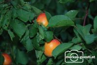 Marillenernte28