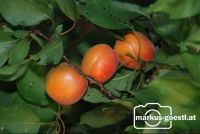 Marillenernte31