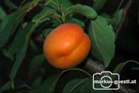 Marillenernte32