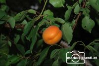 Marillenernte33
