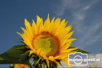 Sonnenblumenfeld1