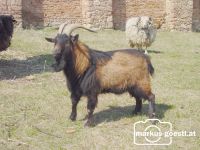 Wildtiere