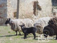 Wildtiere