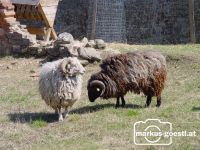Wildtiere