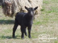 Wildtiere