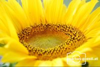 Detail_Sonnenblume1