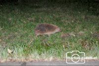 Igel