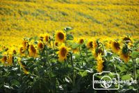 Sonnenblumenfeld2