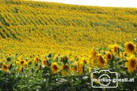 Sonnenblumenfeld1