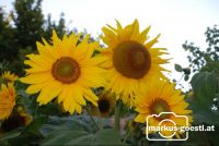 Sonnenblumen