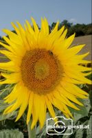 Sonnenblume3