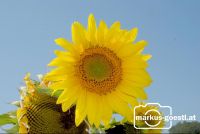 Sonnenblume2