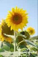 Sonnenblume1
