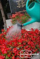 Blumen_gießen