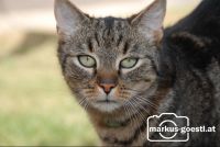 Kater