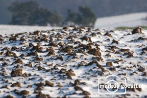 Visitation Großinzersdorf