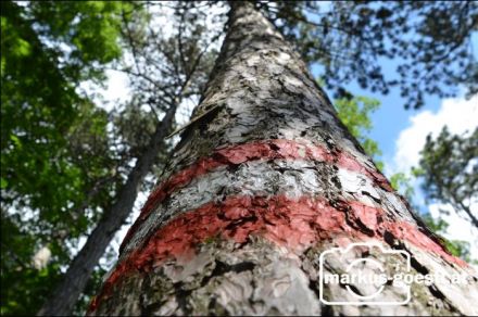 Baum mit Wanderwegmarkierung