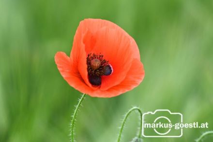 Klatschmohn