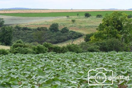 Weinviertel Landschaft