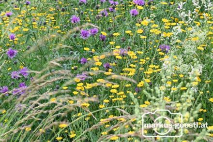 Naturblumen Gräser